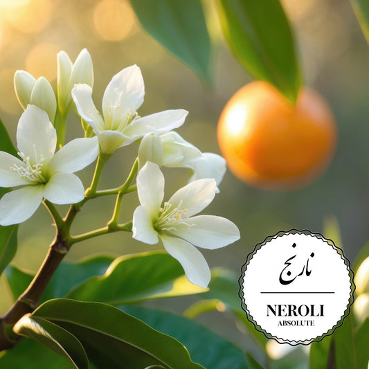 Neroli Absolute — Perfume Oil (10ml)