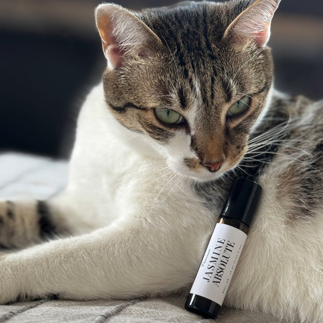 Jasmine Absolute — Perfume Oil (10ml)